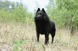 SCHIPPERKE 558